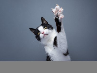 Con rollos de papel higiénico creá el juguete más divertido para tu gato y sin gastar una fortuna en el Pet Shop