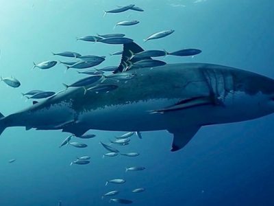 Muere un surfista por el ataque de un tiburón blanco
