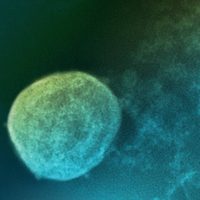 Alertan ahora sobre el Nipah, nuevo virus con potencial pandémico de alta mortalidad