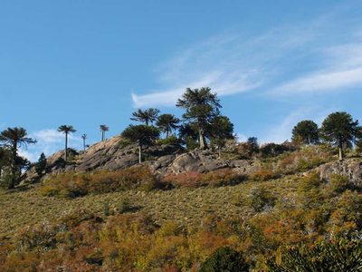 Piden que ciudadanos presenten planes para el cuidado del bosque nativo