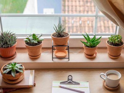 Seguro no lo sabías: 2 cosas que hay que hacer para que tus suculentas crezcan rápido