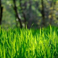 Qué tipo de césped tenés que poner en tu jardín según su uso y cómo cuidarlo para que no se seque