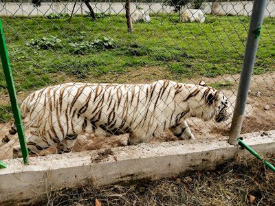 Hallan muerto al tigre de Bengala que escapó del Parque Animalia de Xicotepec