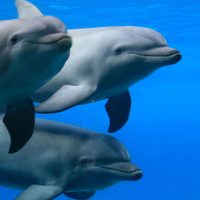 Poneme una de Beethoven: hallan que a los delfines les gusta la música clásica y que los tranquiliza