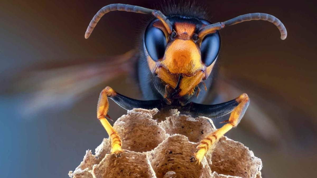 Vespa mandarinia, el avispón gigante de Asia. Fuente: (Twitter)