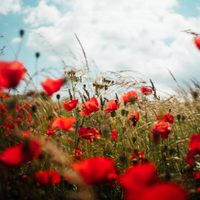 Hermosas y de pocos cuidados: la planta que tenés que sembrar si querés muchas flores y no sos experto en jardinería
