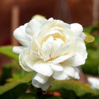 Simples trucos para que tu jazmín se llene siempre de flores y perfume tu jardín