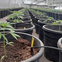 Realizarán una capacitación sobre el cultivo del cannabis y tiene el aval de una universidad