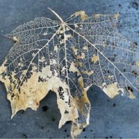 El insecto que habita en tu jardín y que se come las hojas de tus plantas hasta dejar solo el esqueleto