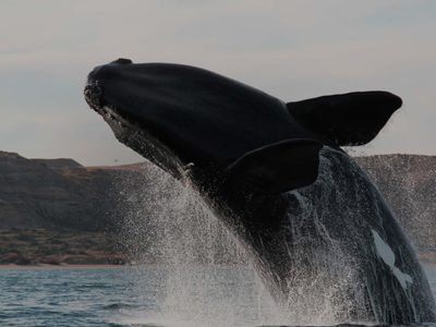 Empezó la temporada de ballenas en Puerto Madryn: ya hay 2 ejemplares...