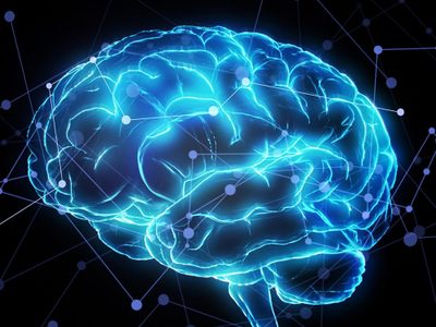 Resuelto el enigma del tamaño del cerebro y la singularidad humana