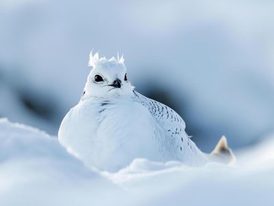 No es el colibrí: el ave que cambia de color y se esconde entre la nieve