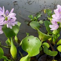 Las mejores plantas acuáticas para crear una verdadera piscina natural en tu jardín