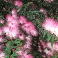 El arbusto con flores bellísimas que se cuida solo, casi no tenés que regar y es perfecto para sombra o sol pleno