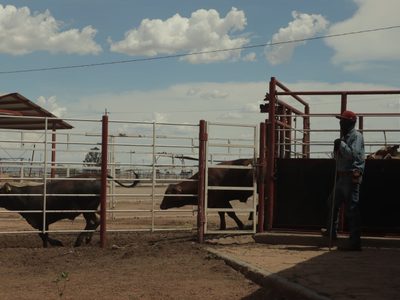 Reportan primer caso de gusano barrenador en Zacatecas