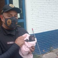 Brigada de la SSC rescata 350 animales, desde cocodrilos hasta un mono aullador