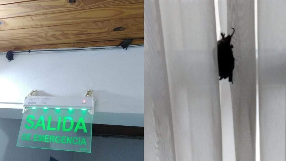 Murciélagos en el Registro Civil de Centenario. Fuente: (Facebook)