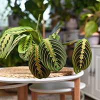 Maranta leuconeura: la guía para que esta planta de interior que purifica el aire crezca sana