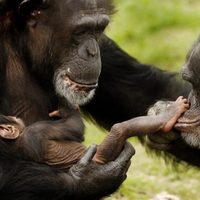 Asombroso: descubrieron que los chimpancés usan insectos para curar las heridas de los demás