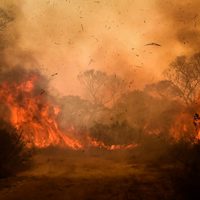 Infierno en el Pantanal de Brasil: pese a las lluvias, piden refuerzos