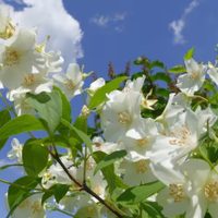 De exquisito perfume: cuántos tipos de Jazmines existen y cuál es el ideal para tu jardín