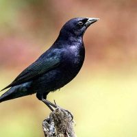Qué significa que un tordo aparezca de sorpresa cantando en tu jardín
