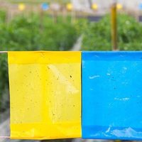 Con un envase de lavandina, creá una trampa súper efectiva para las plagas en tu huerta y jardín