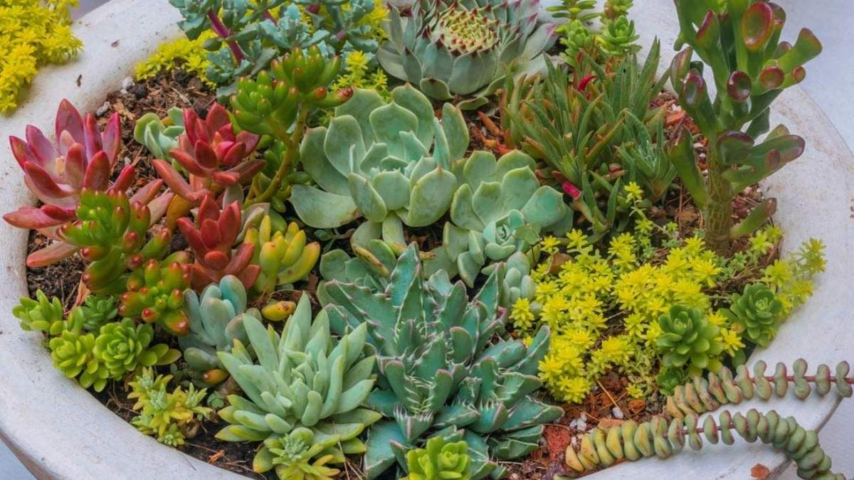 Plantas resistentes. Fuente: (X)