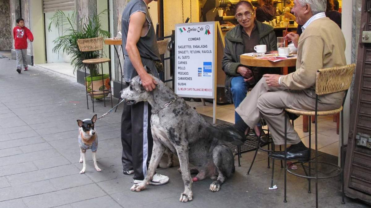 Cada vez más negocios permiten a los clientes llevar a sus animales de compañía, de acuerdo con la legisladora