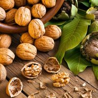Nueces gratis y para siempre: así podés germinar una nuez y tener tu propio árbol de nogal