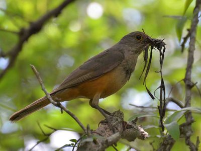 No es el búho ni la lechuza: el pájaro que canta de noche y que esconde una antigua leyenda guaraní