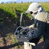 El Centro de Viñateros y Bodegueros del Este dice que hay "crisis de rentabilidad terminal"