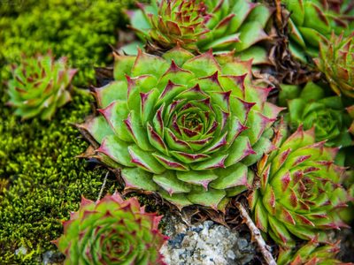Sempervivum: como mantener radiante y que se multiplique la suculenta más hermosa de todas