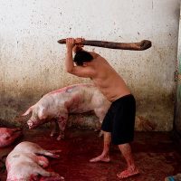 La crueldad contra los animales en los mataderos de México, documentada por un fotoperiodista español