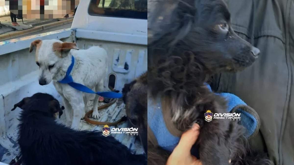 Allanamiento por maltrato animal. Fuente: (Policía de Neuquén)