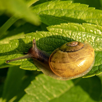 Si tenés una invasión de caracoles en tu huerta y no sabés qué hacer: probá esta potente mezcla