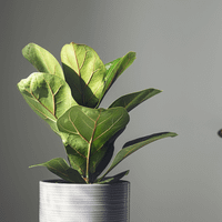 2 técnicas súper sencillas para reproducir tu planta Ficus Pandurata y sin gastar un peso