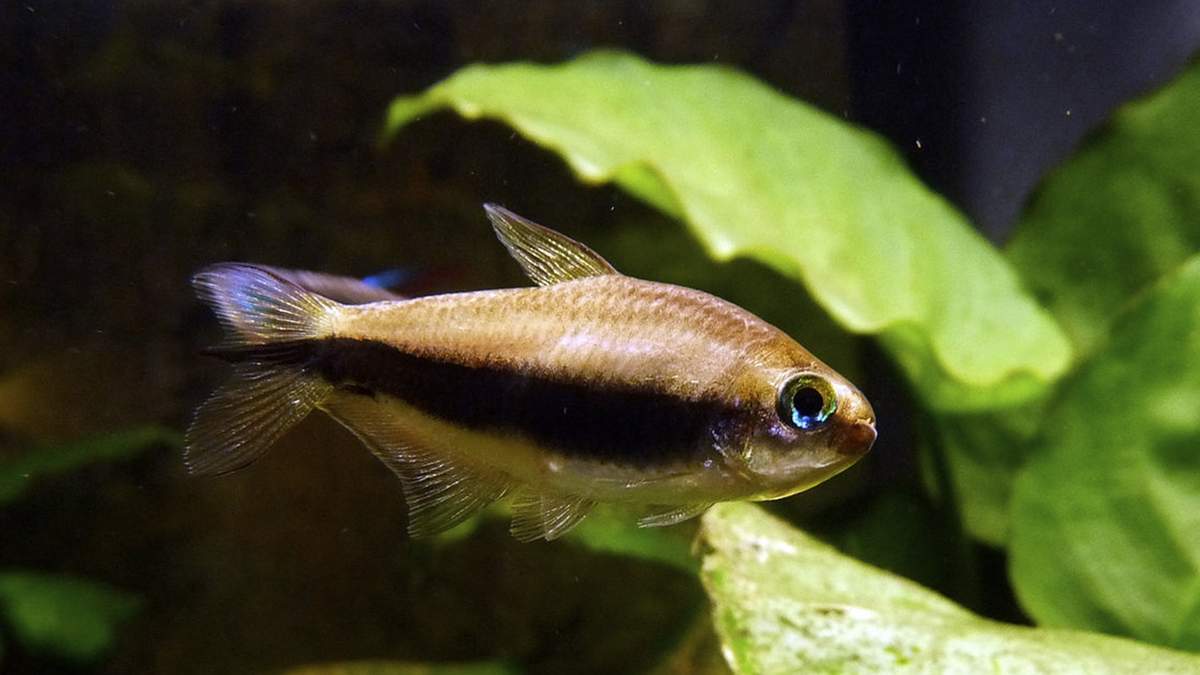 La mojarra lleva ese nombre porque los ejemplares estudiados no poseían escamas. Fuente: (Redes sociales).