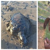 Derrame de hidrocarburo se originó en un barco privado en las costas de Tabasco: Nahle