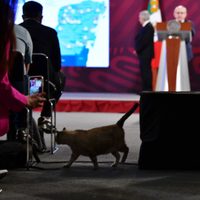 Gatos federales: Presidencia declara “activos fijos vivos” a los felinos de Palacio Nacional
