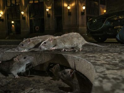 Alarma en Nueva York por el aumento inédito de casos de una rara enfermedad transmitida por ratas