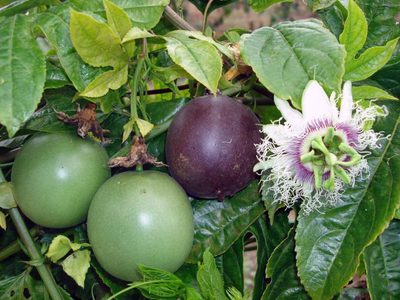 La planta que crece silenciosamente en tu jardín y que esconde uno de los frutos más deliciosos
