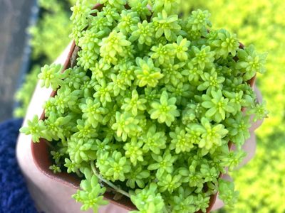Sedum oro: cómo cuidar esta suculenta que atrae el dinero y cambia de color