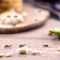 Sin químicos: el truco que no falla para mantener a las arañas y a los insectos lejos de tu hogar