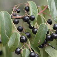Maqui: un fruto sabroso, saludable y ancestral