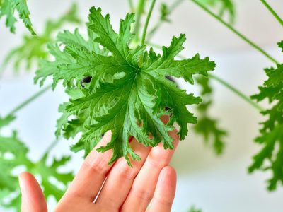 La poderosa planta que sirve para ahuyentar los mosquitos y aromatizar tu casa al mismo tiempo