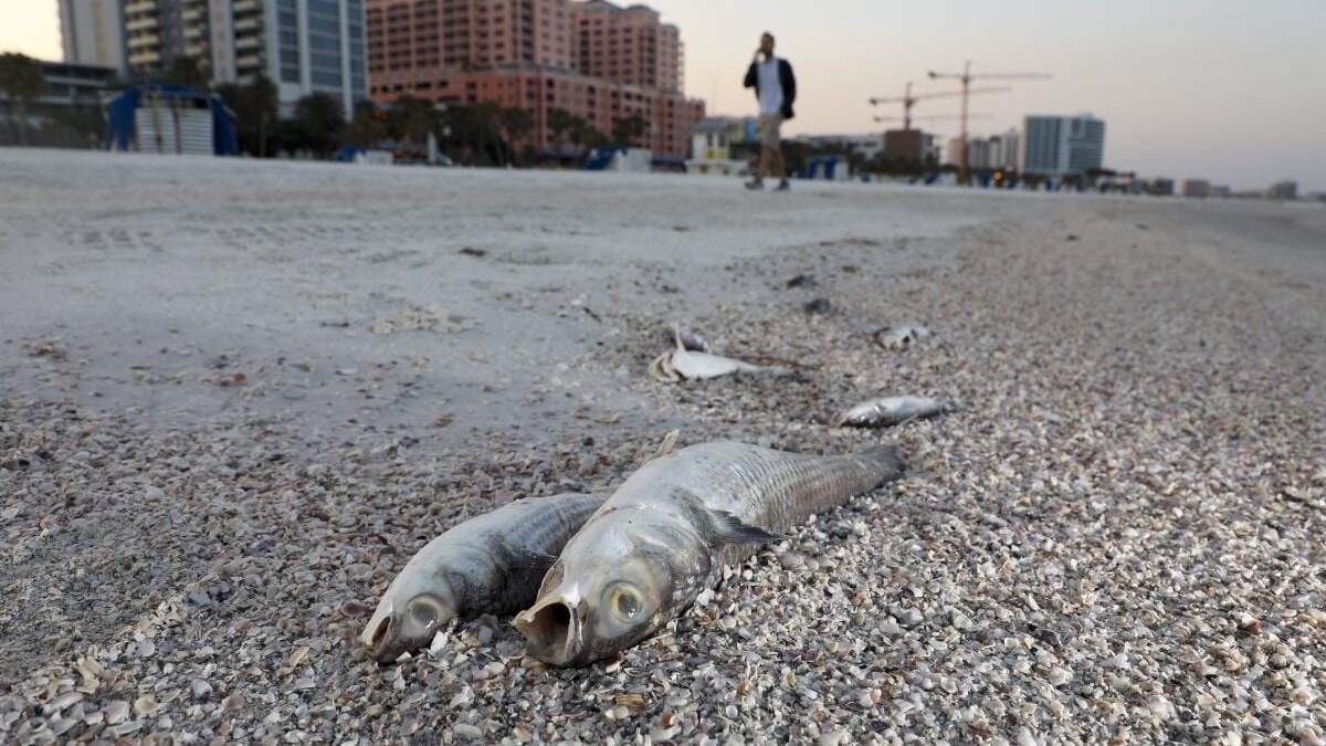 Numerosos peces muertos yacen en una playa en Clearwater, condado Pinellas, en Florida