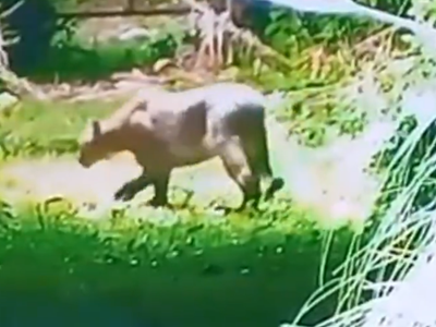 Alarma por la aparición de un puma en un barrio privado