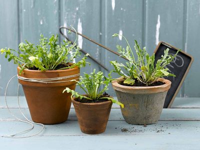 Las plantas fáciles de cuidar que podés tener en tu balcón o ventana antes de que llegue la primavera