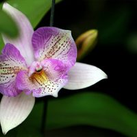 La exótica planta que es perfecta para regalarle a mamá en su día y cuyas flores tienen un significado según su color